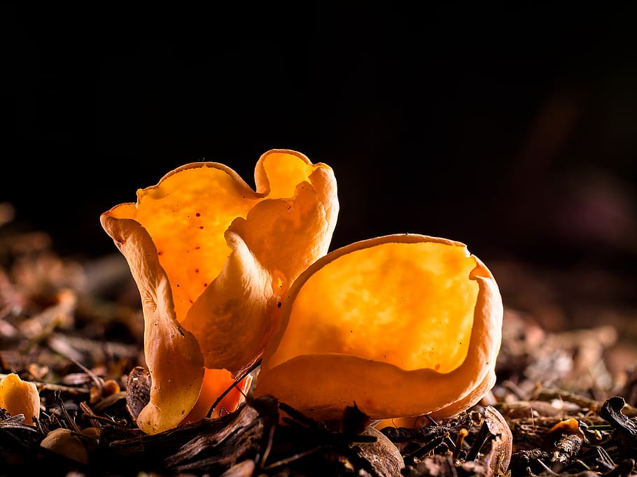 Hongo oreja (Auricularia auricula-judae): Descubre los beneficios y propiedades de esta especie