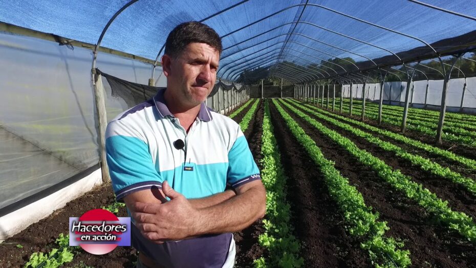 Hortalizas de hojas: Descubre las mejores variedades y consejos de cultivo