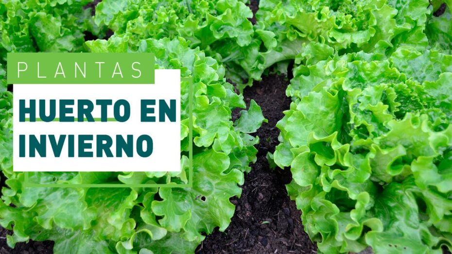 Hortalizas de invierno: Descubre las mejores opciones para cultivar en esta temporada