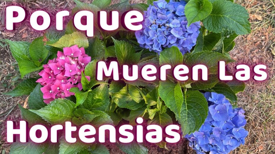 Cuidados de la Hortensia Blanca: Todo lo que necesitas saber
