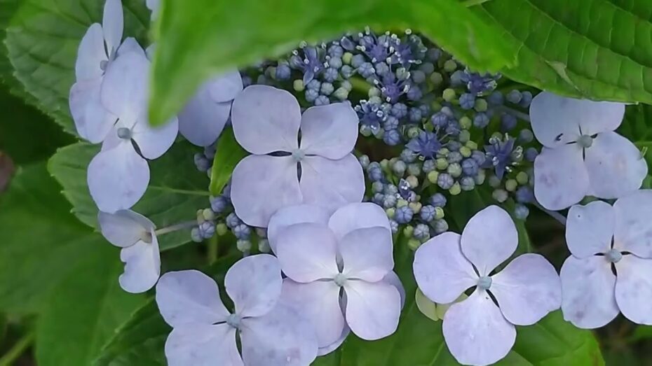Hortensia de montaña (Hydrangea serrata): Todo lo que necesitas saber sobre esta planta