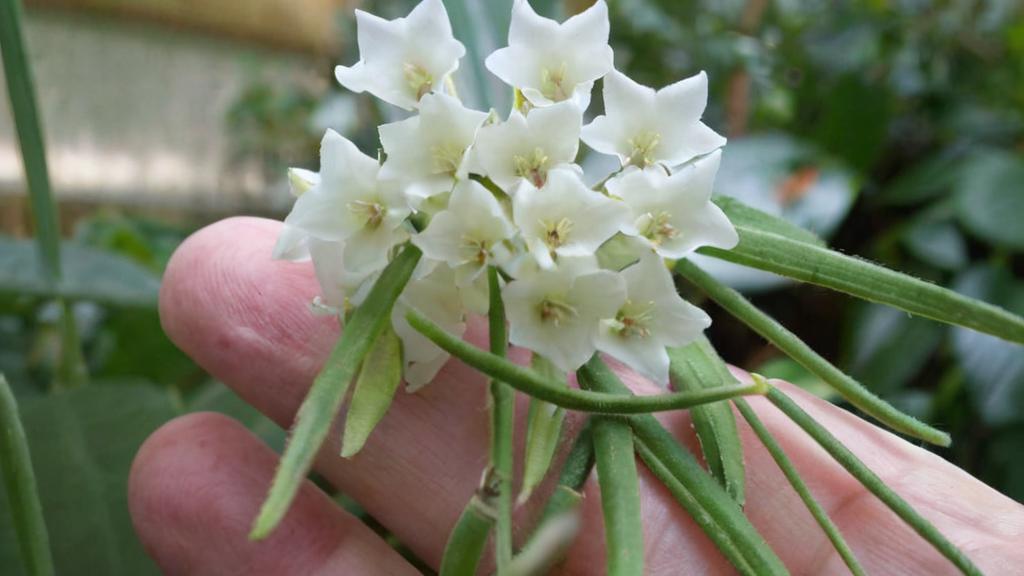 Hoya linearis, una planta colgante perfecta para decorar cualquier rincón de tu casa