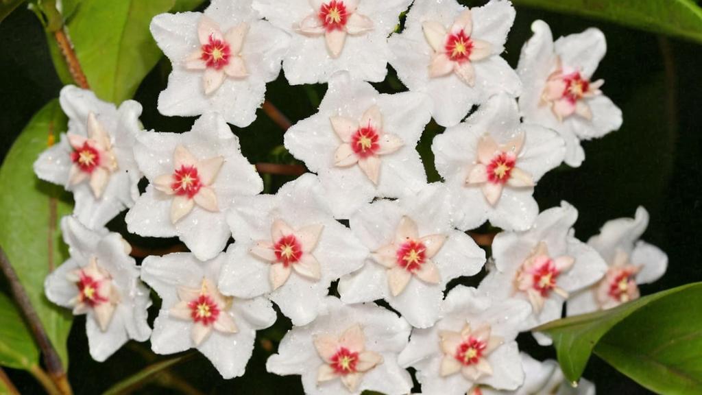 Hoya Linearis vs. Hoya Carnosa. Cuáles son sus diferencias y cuál elegir