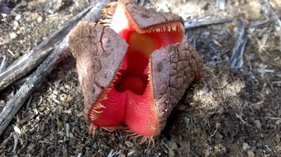 Hydnora africana: Descubre todo sobre esta fascinante planta y su importancia en la botánica