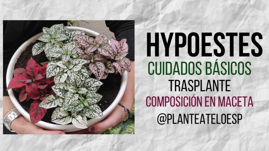 Cuidados de la planta Hypoestes: todo lo que necesitas saber