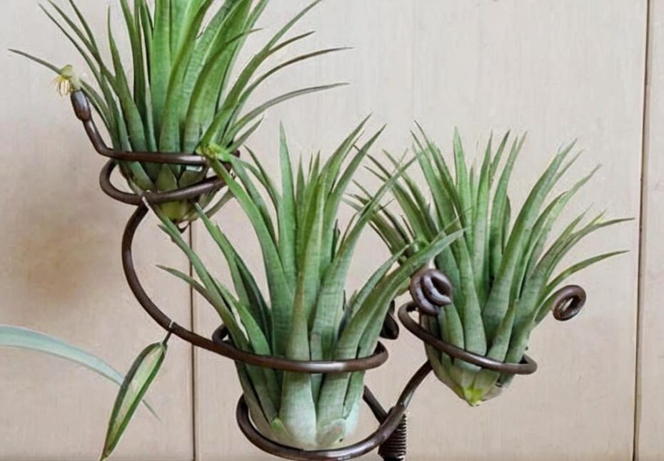 Ideas para decorar con plantas de aire