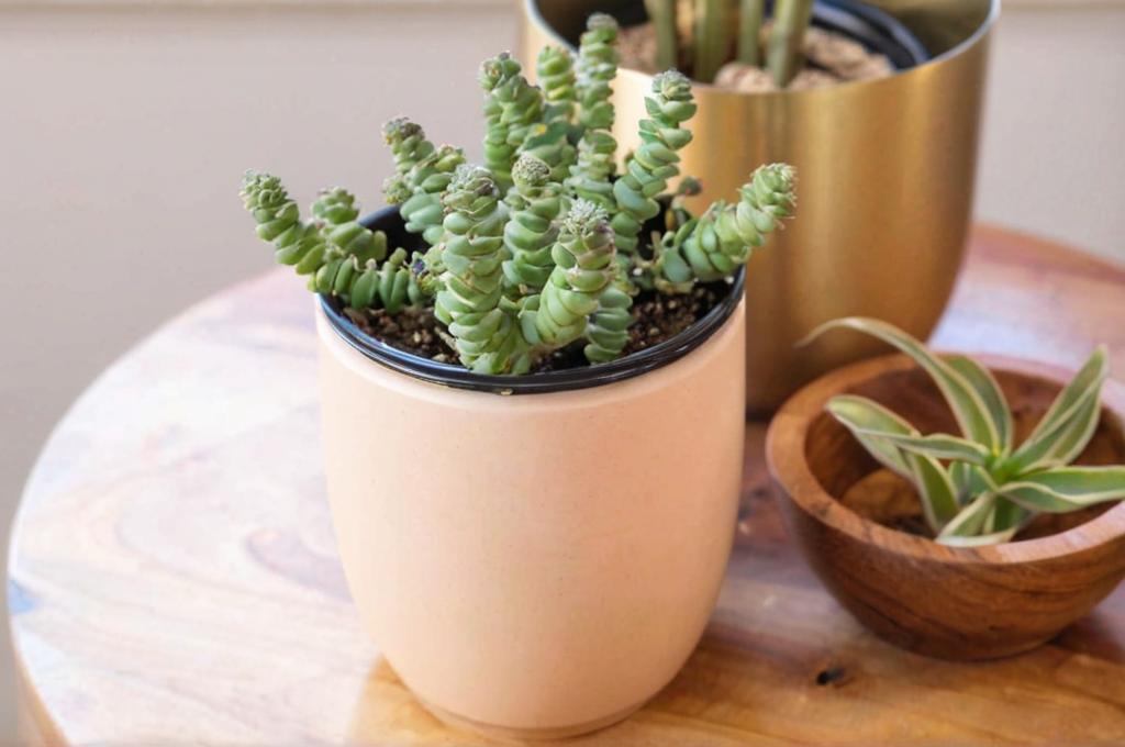 Ideas para decorar tu casa con la Crassula perforata variegata