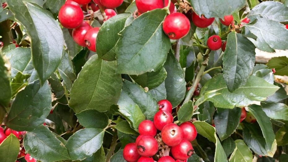 Ilex meserveae o arbusto Blue Angel