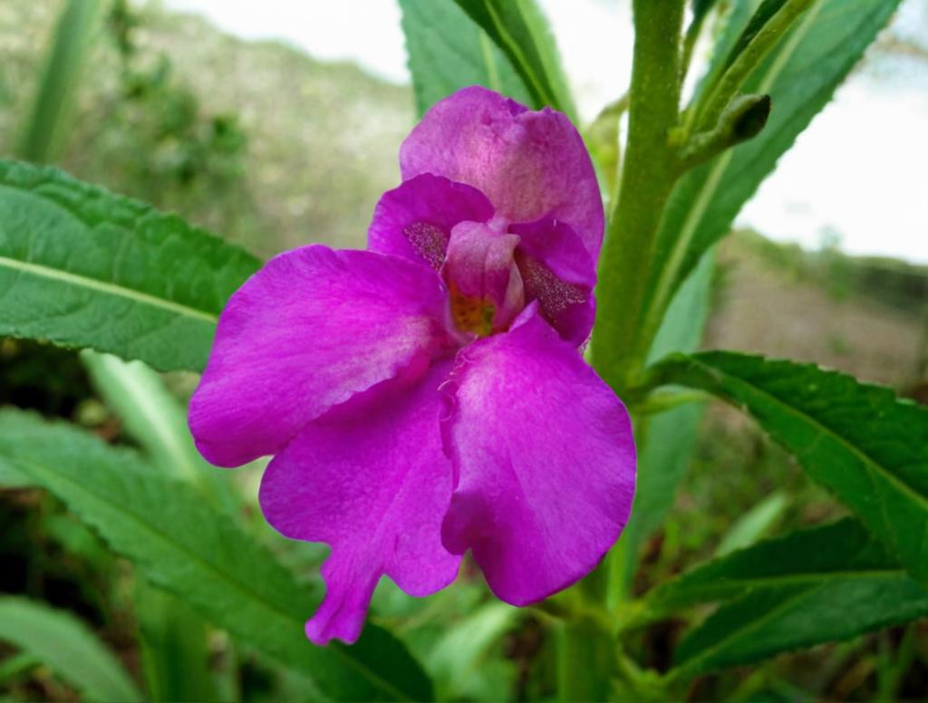 Impatiens balsamina: características distintivas y cuidados