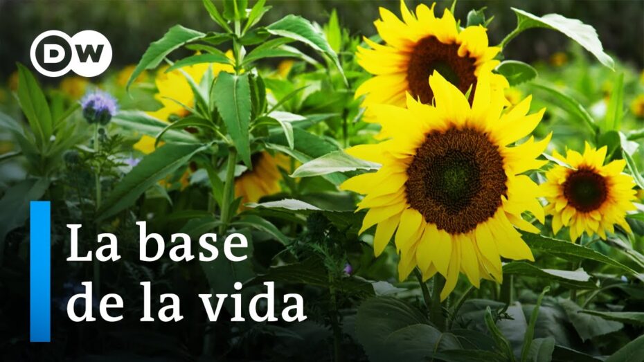 Clima y plantas: La importancia de la relación botánica