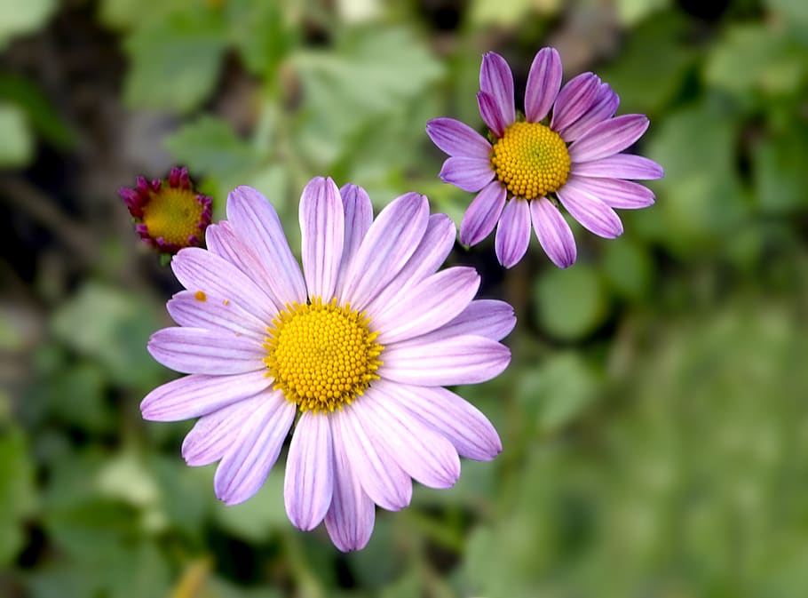 La importancia de las flores en la naturaleza: descubre su relevancia botánica