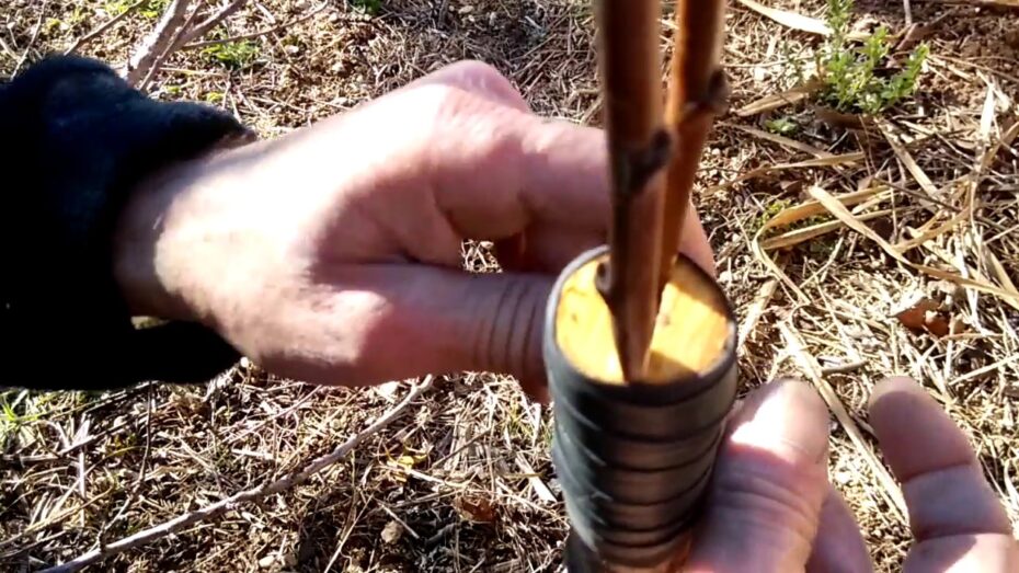 Injertar ciruelo: Guía completa para realizar injertos de ciruelo con éxito