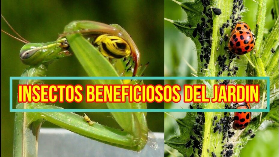Insectos beneficiosos para el jardín: Descubre cómo atraer y aprovechar su poder en el cuidado de tus plantas