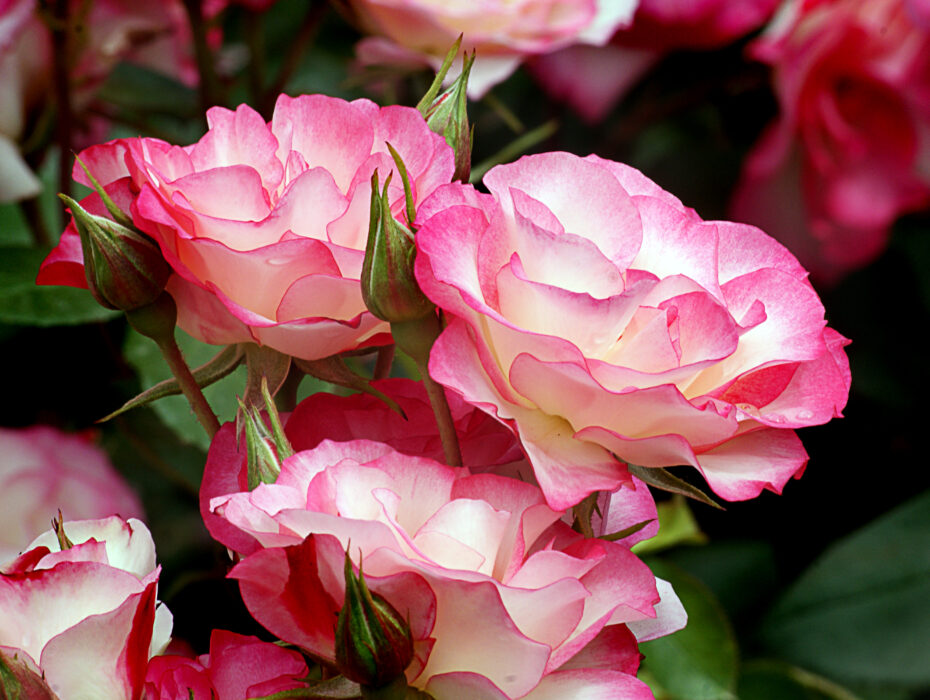 Rosas: Explorando los Jardines más Hermosos y Consejos de Cultivo