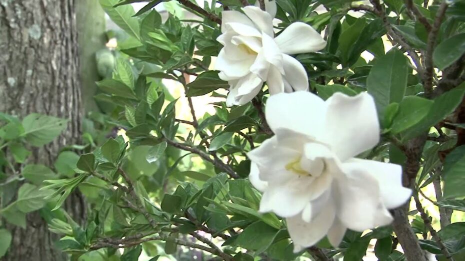 Jazmín más perfumado: Descubre cuál es el mejor para tu jardín