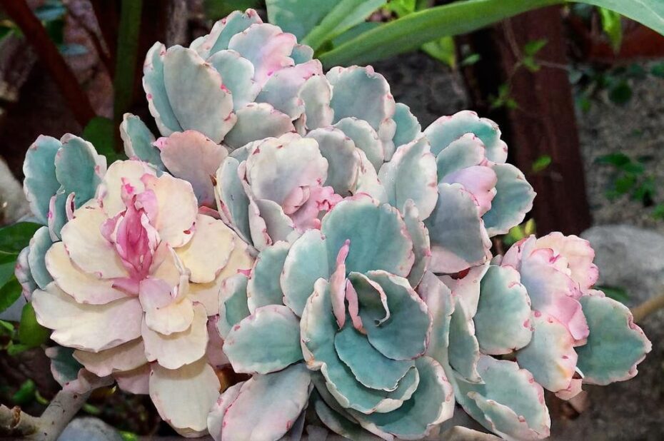 Kalanchoe aurora: todo lo que debes saber para cuidar esta planta