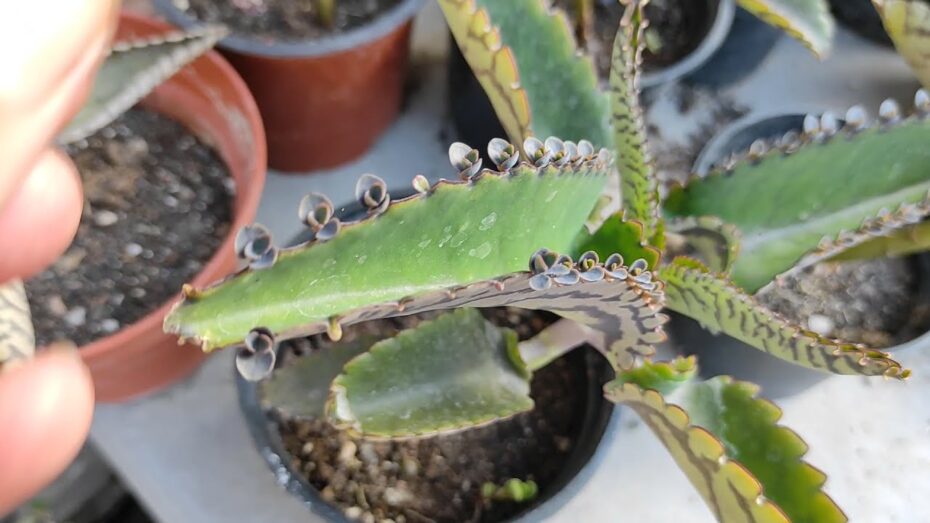 Cuidados de Kalanchoe daigremontiana: Todo lo que necesitas saber sobre esta planta