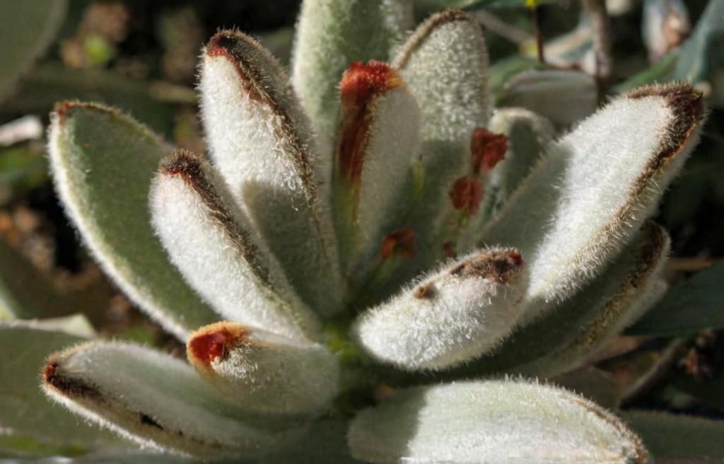 Kalanchoe tomentosa y sus variedades