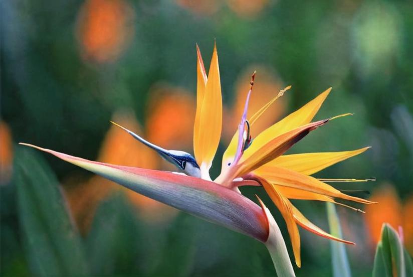 La curiosa flor Ave del paraíso