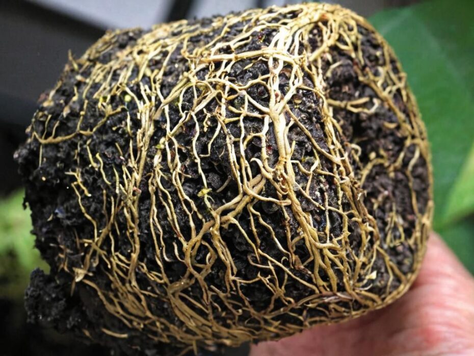 La importancia de la oxigenación de las raíces