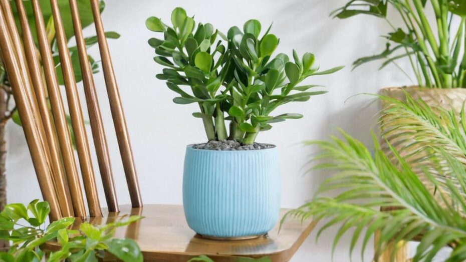 ¿La planta de Jade es de interior o de exterior?