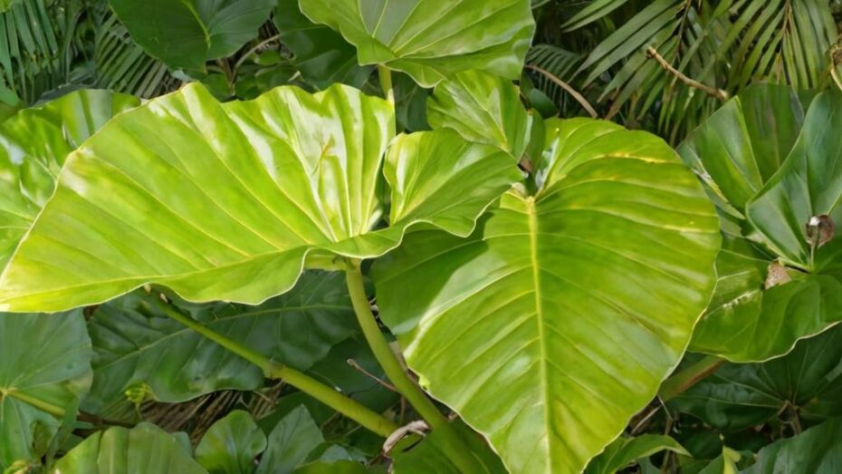 ¿La planta oreja de elefante es de interior o exterior?