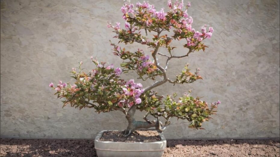Lagerstroemia indica bonsái: todos los secretos de su cuidado