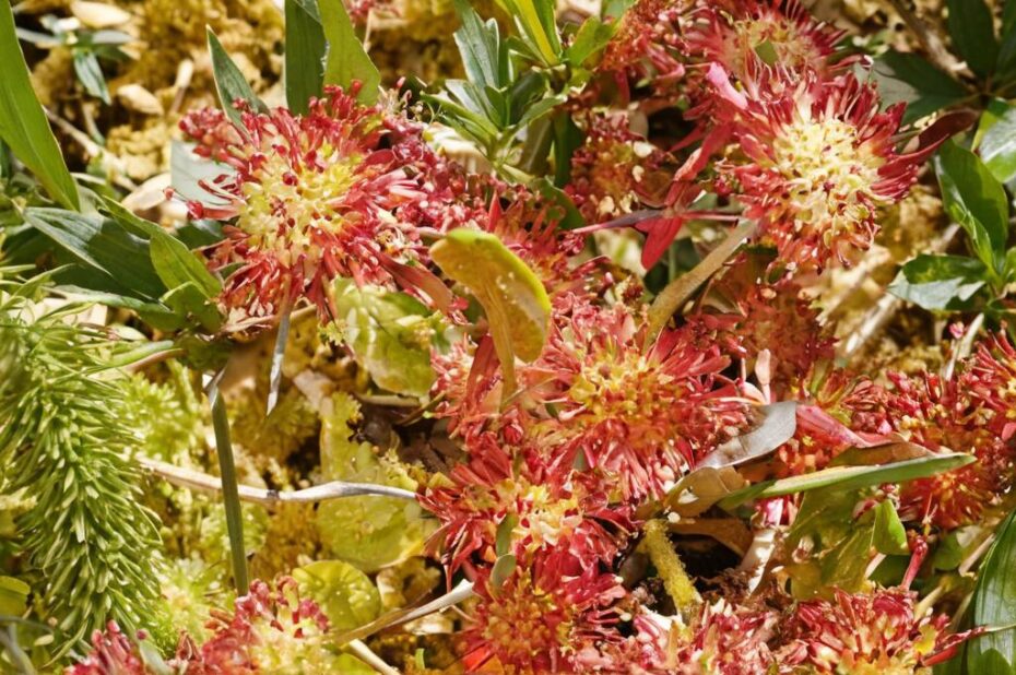 Las 10 plantas carnívoras más impresionantes y curiosas