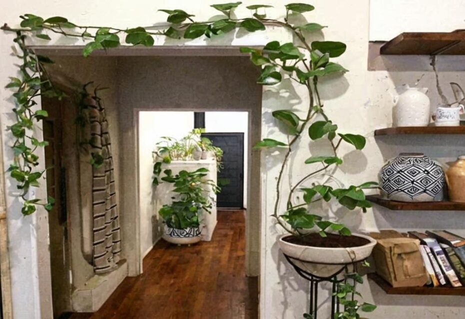 Las 7 mejores plantas enredaderas de interior para crear una sensación de jungla en tu casa