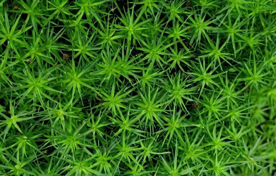 Las mejores 10 plantas de cobertura de suelo fáciles de cuidar