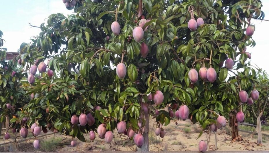 Las mejores zonas de España para cultivar árboles de mango