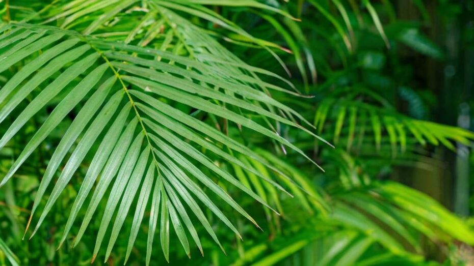 Las mejores zonas de la casa para decorar con una palmera areca