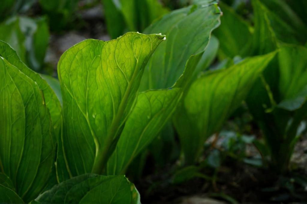 ¿Las plantas sienten dolor?