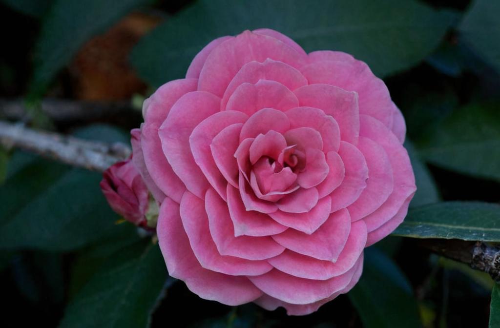 Las variedades de Camelias más bonitas y únicas