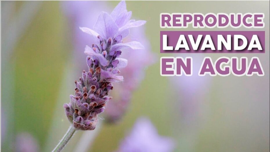 Cómo recuperar una lavanda mustia: consejos de expertos en botánica