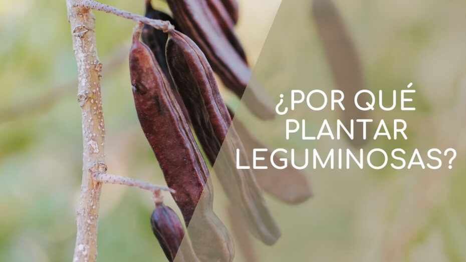 Fabaceae: Descubre las maravillas de las Leguminosas en la botánica
