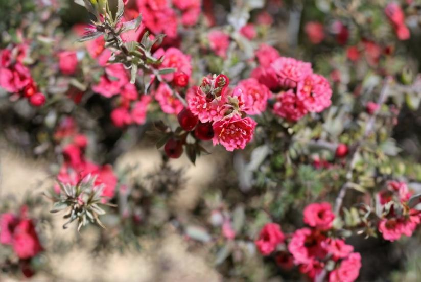 Leptospermum