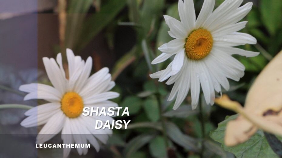 Leucanthemum maximum: Descubre todo sobre esta planta y su máximo esplendor