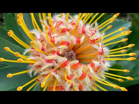 Leucospermum cordifolium: Descubre todo sobre esta planta y su impacto en la botánica
