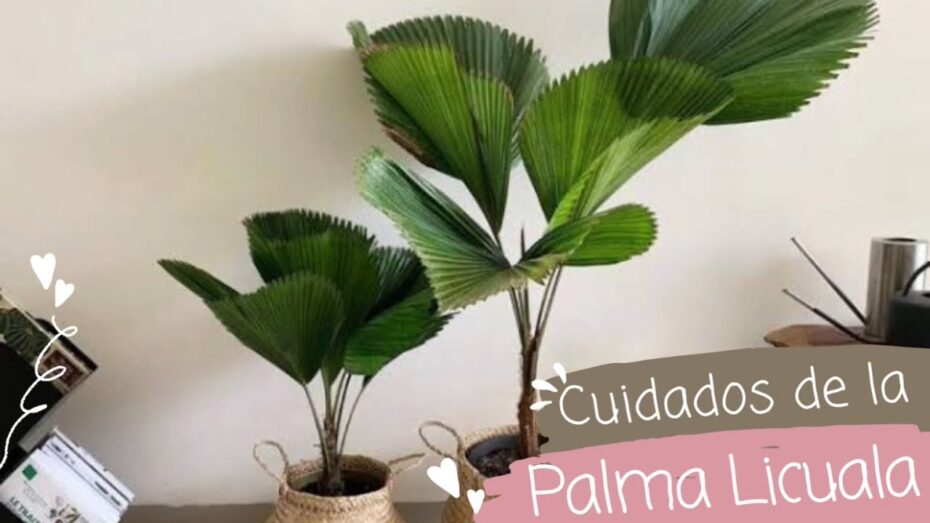 Palmera Licuala: una preciosa opción botánica para decorar tu hogar