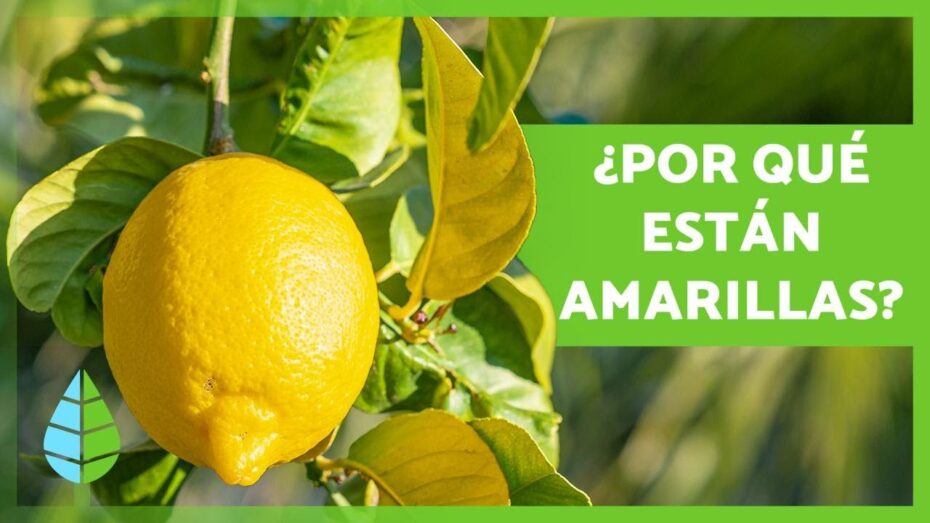 Problemas del limonero: por qué tiene hojas amarillas