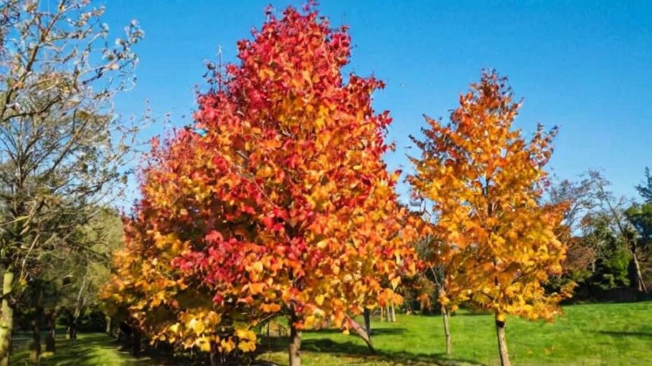 Liquidambar formosana,un árbol asiático