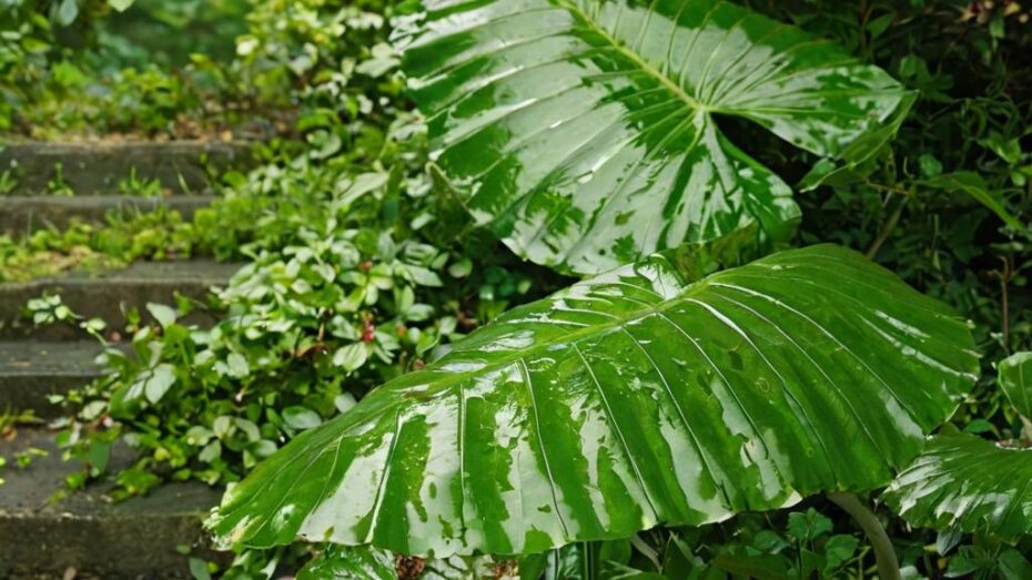 Los 6 problemas más comunes de la planta oreja de elefante