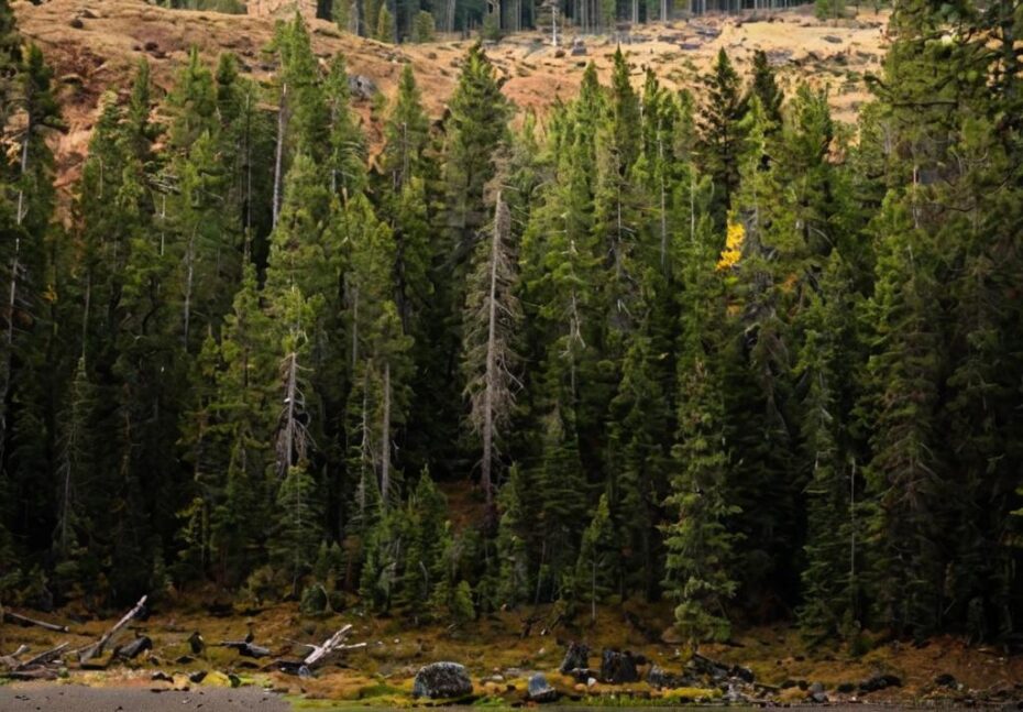 Los árboles y el cambio climático: su papel crucial en la lucha ambiental