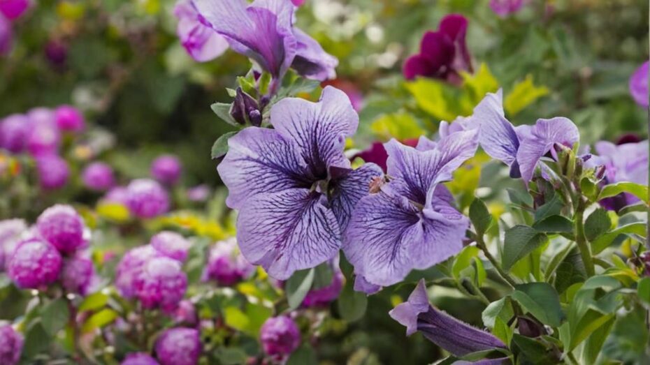 Los mejores abonos para petunias
