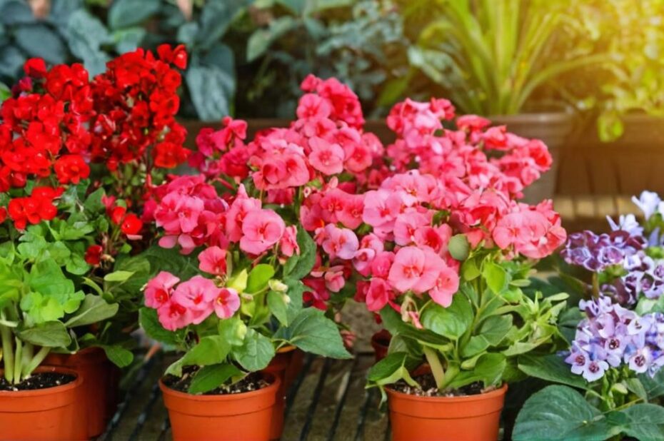 Los mejores trucos para reproducir tus begonias