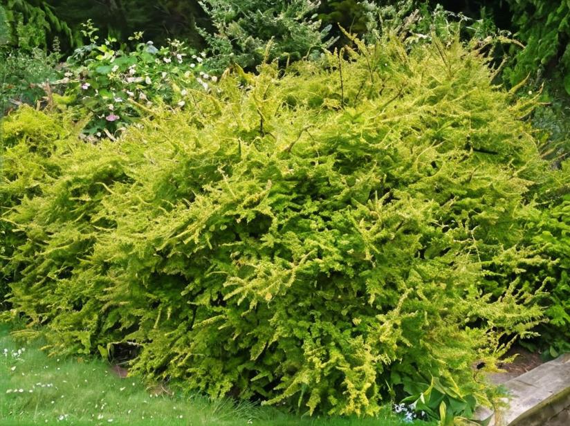 Madreselva de hoja (Lonicera nitida)