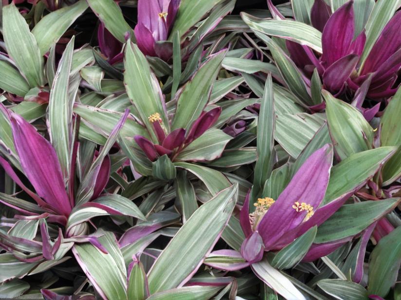 Maguey morado (Tradescantia spathacea)