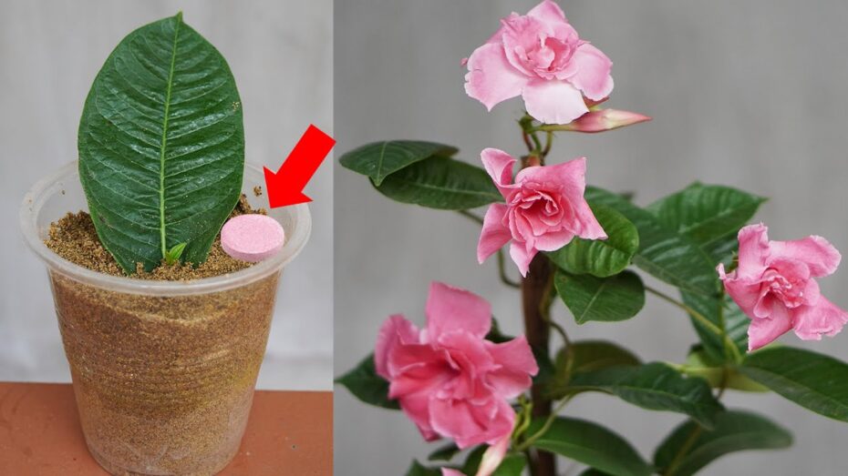 Mandevilla splendens: Todo lo que necesitas saber sobre esta hermosa planta