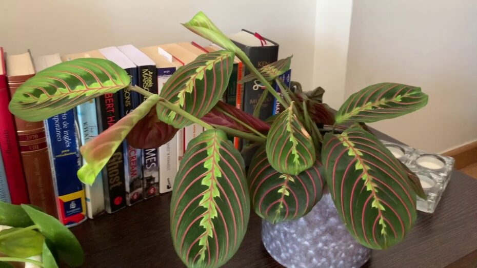 Cuidados de la Maranta leuconeura: guía completa para mantenerla saludable